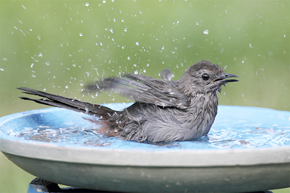 Why Birds Too Need A Bird Bath?