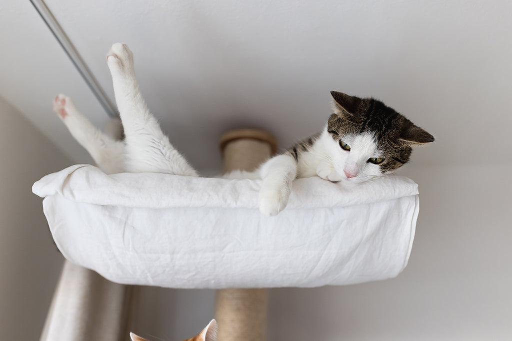 Why cats like to climb