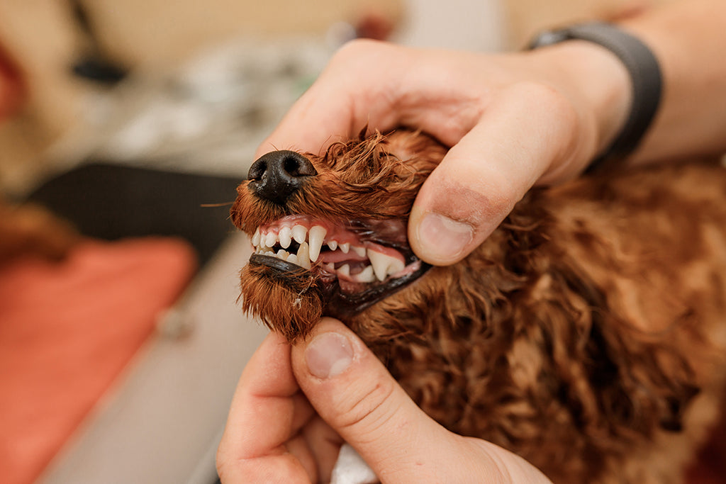 Teething in puppies- Know all about it