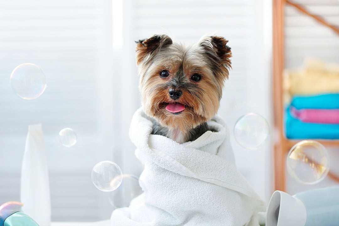 How often should you bathe your dog? Waggle Merch