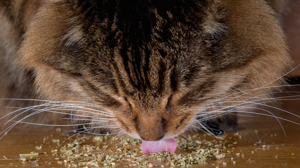 All you need to know about catnip