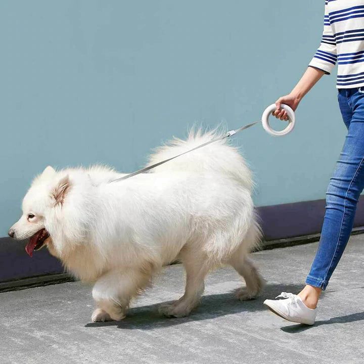 Leash your dog in style