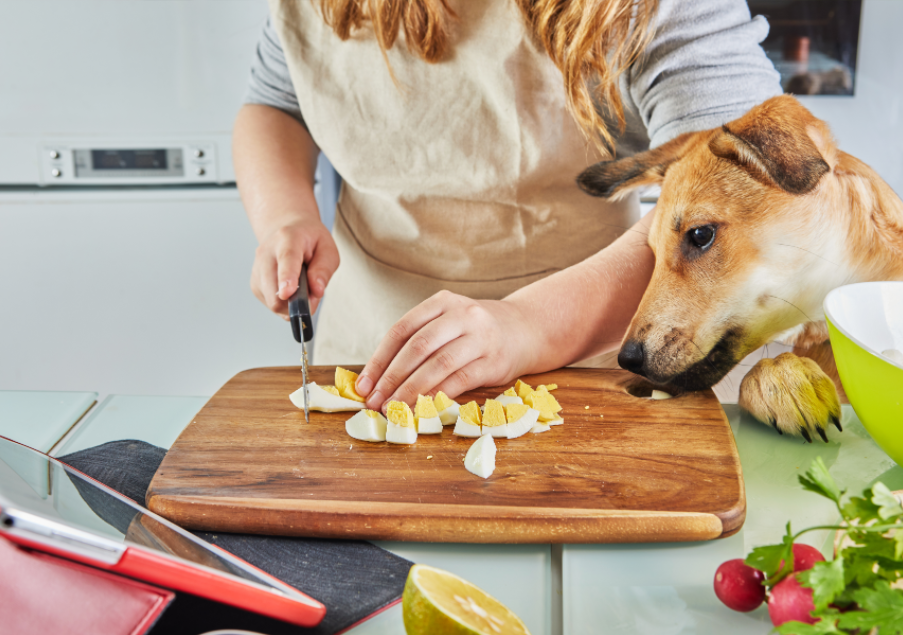 Homemade Pet Foods: Benefits, Risks, and Nutritious Recipes