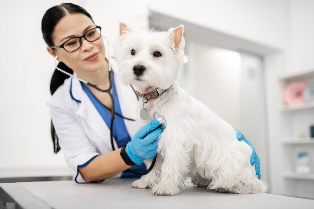 Wellness tests for your healthy pet