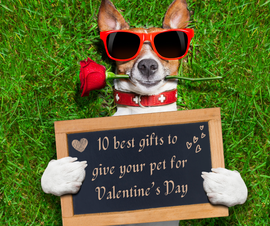 10 Best Gifts To Give Your Pet For Valentine’s Day