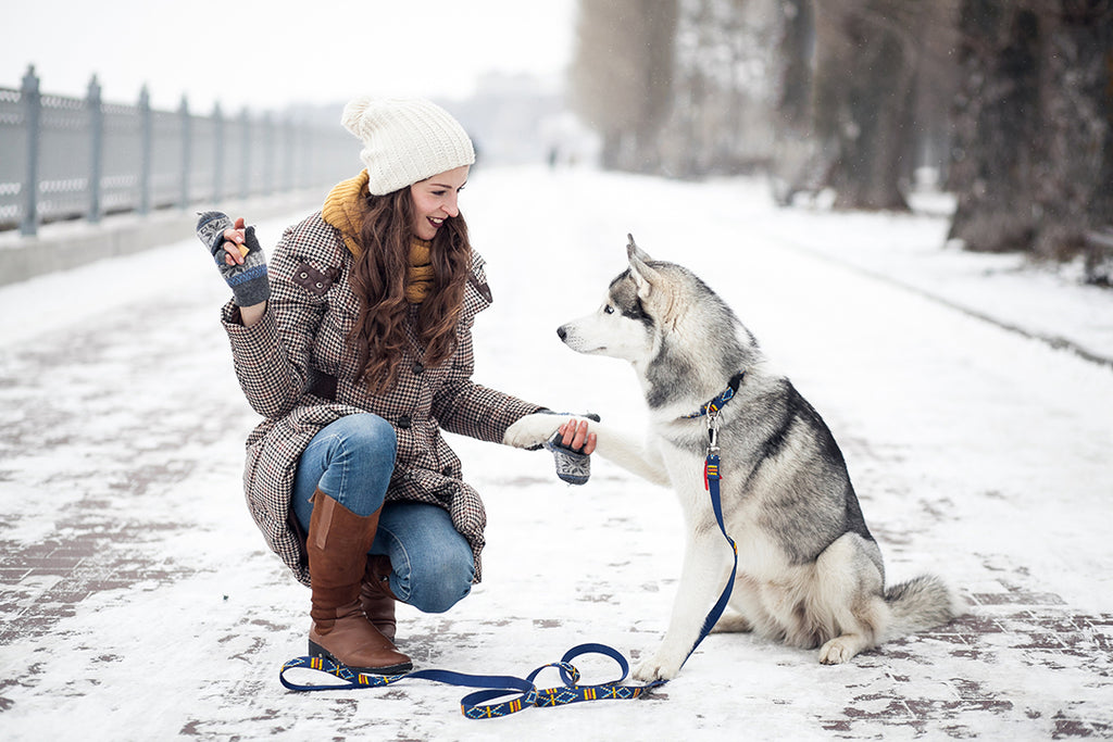 How to keep your dog active in winters