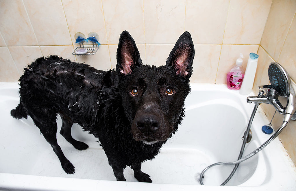 Does your dog hate baths