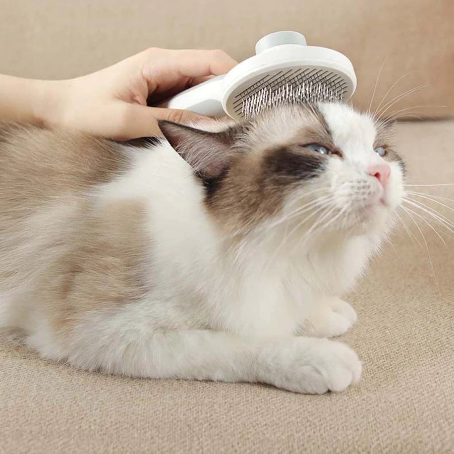 Cat grooming essentials