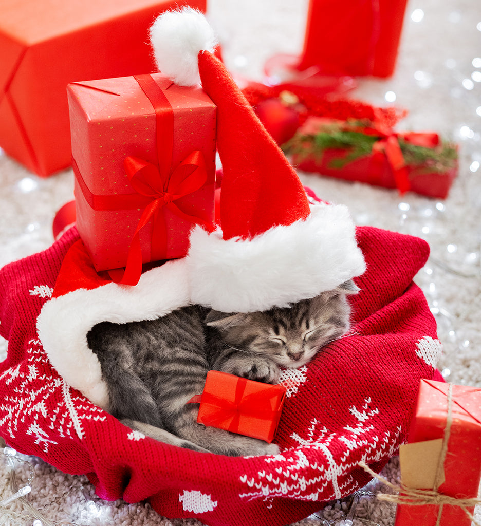 Gift your pet its own home this festive season