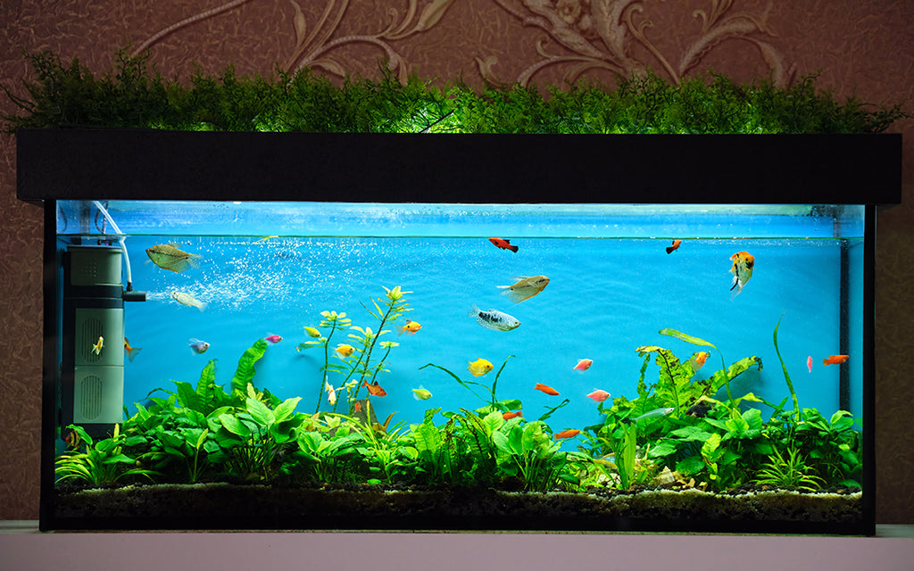 How to self- clean fish tanks