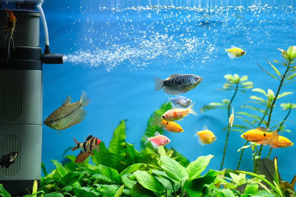 Things to know before getting a pet fish