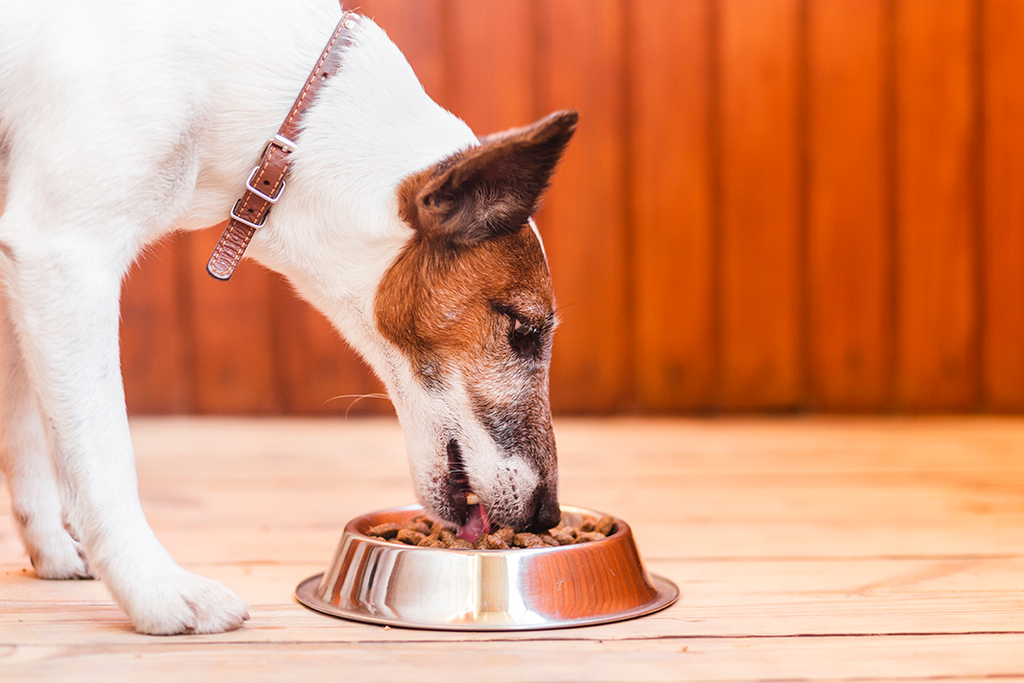 Why does my dog eat dirt?