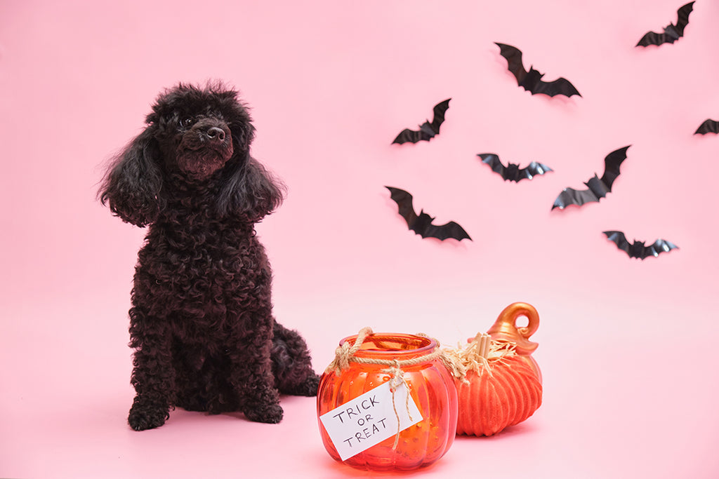 Halloween accessories for your fur baby
