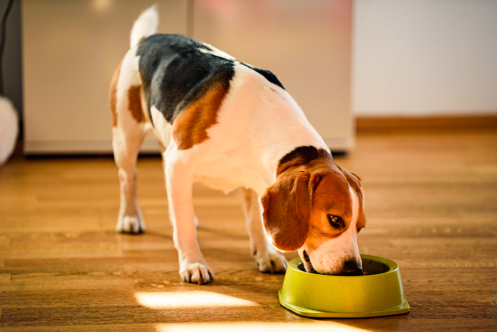When to switch from puppy food to adult food