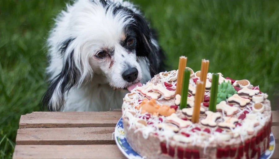 Dog birthday cake