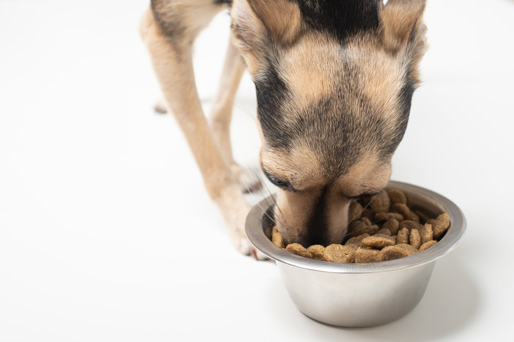 The right time to feed your dog