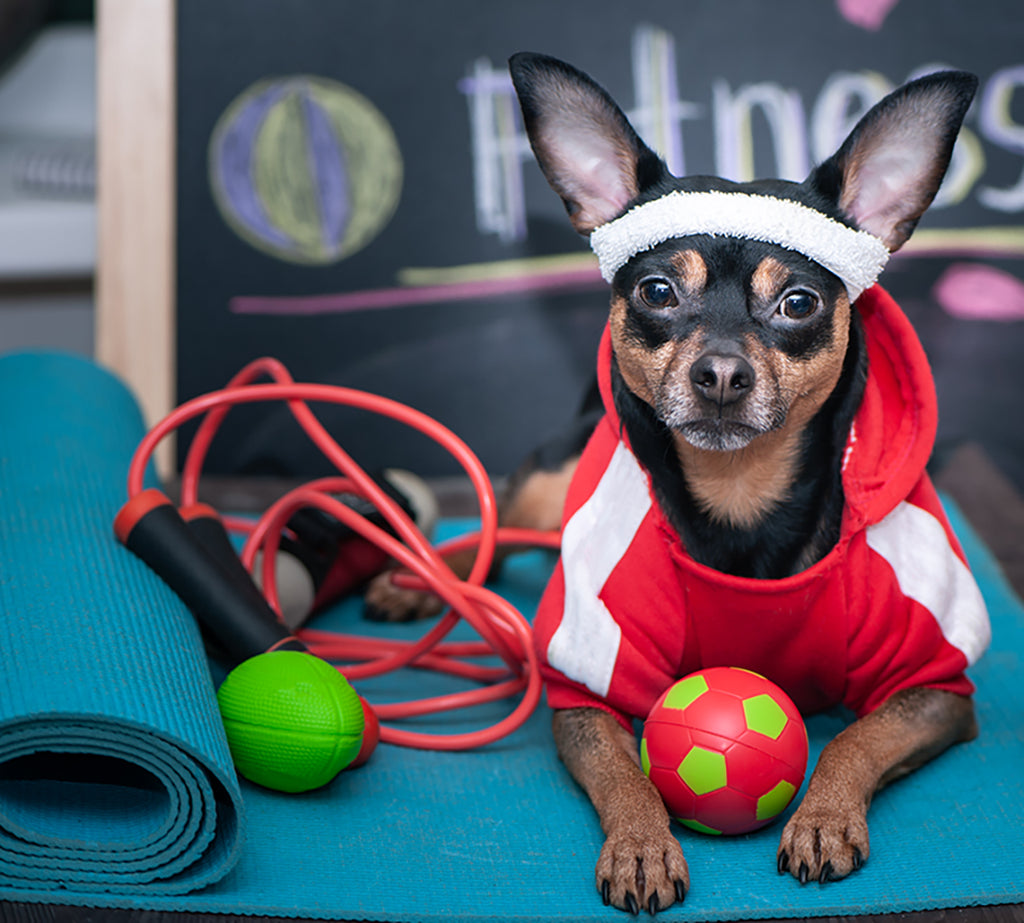 Training equipment for your fur baby