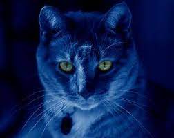 Why do cat’s eyes glow in the dark