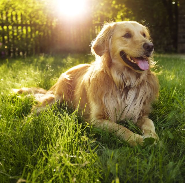Help your dog live longer