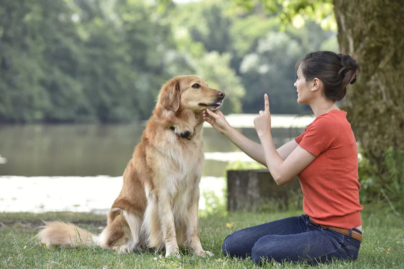 House Training A Dog In A Simple Way