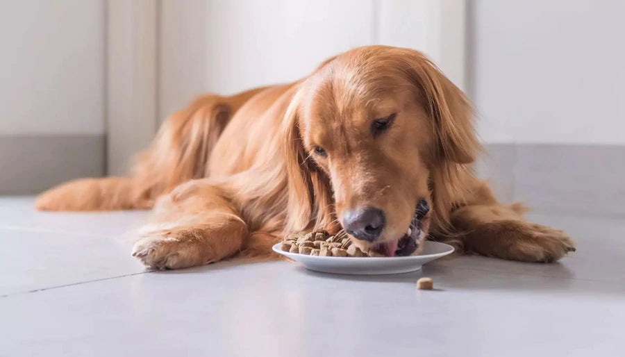 Share your meal with your pooch