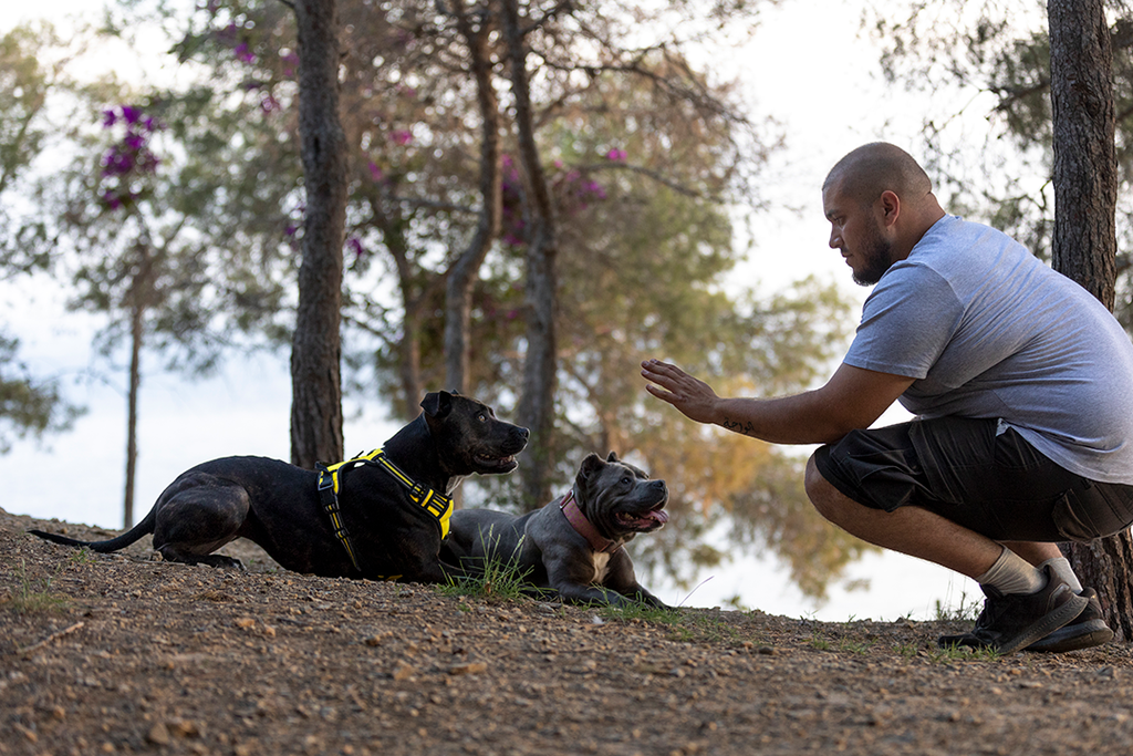 Is your dog reluctant to exercise?