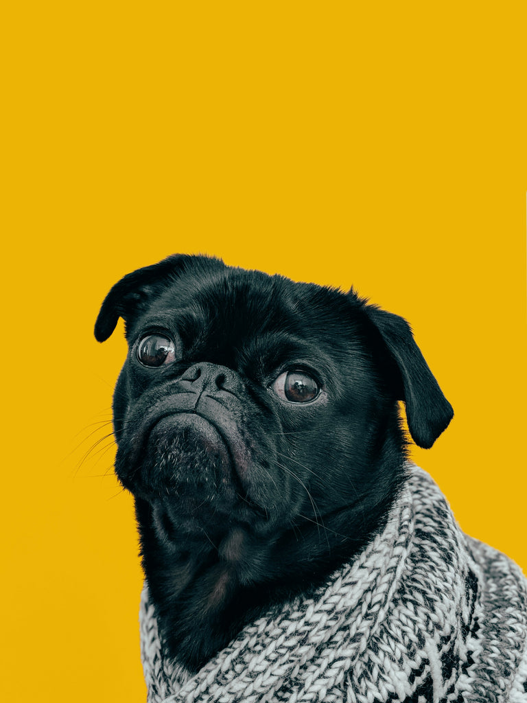 Loving and Caring for Your Aging Furry Friend