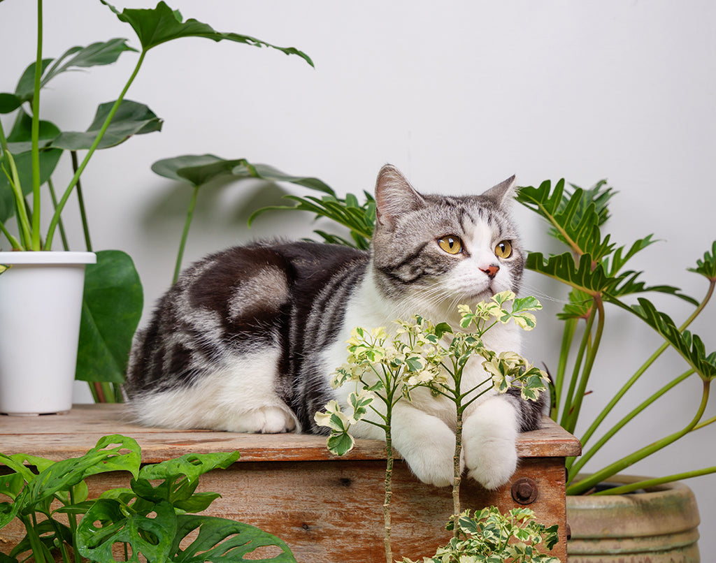 Houseplants and your pet