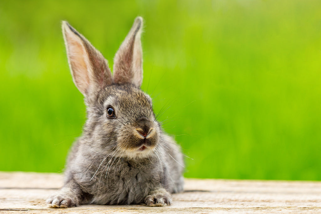 Myths and facts about rabbits