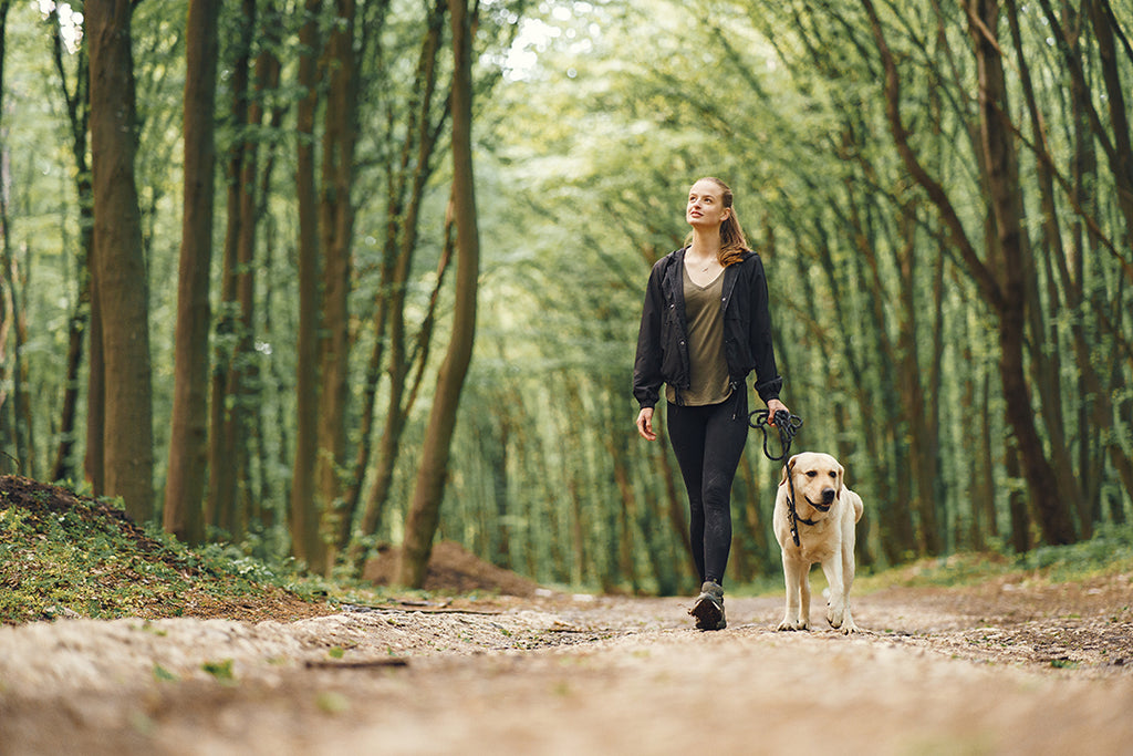 Things to follow when taking your dog out on a walk