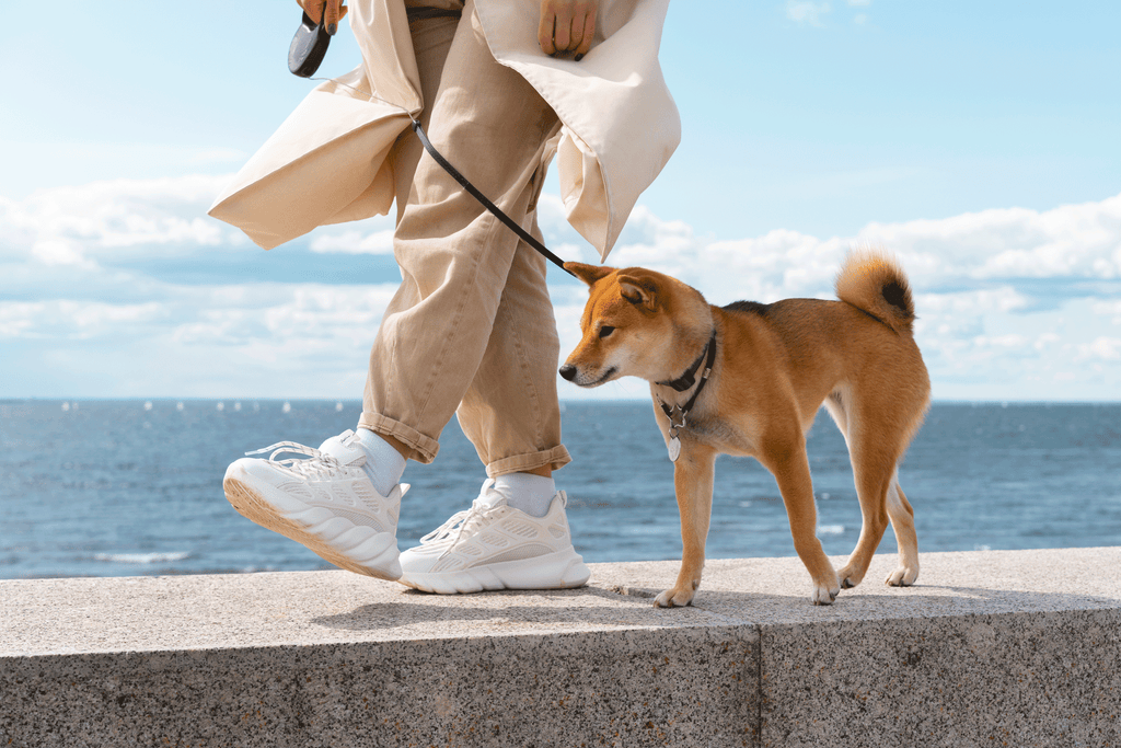 Why should you consider dog walking as your side hustle
