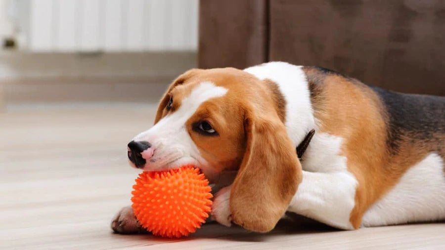 Are you ready for a play date with your fur baby?