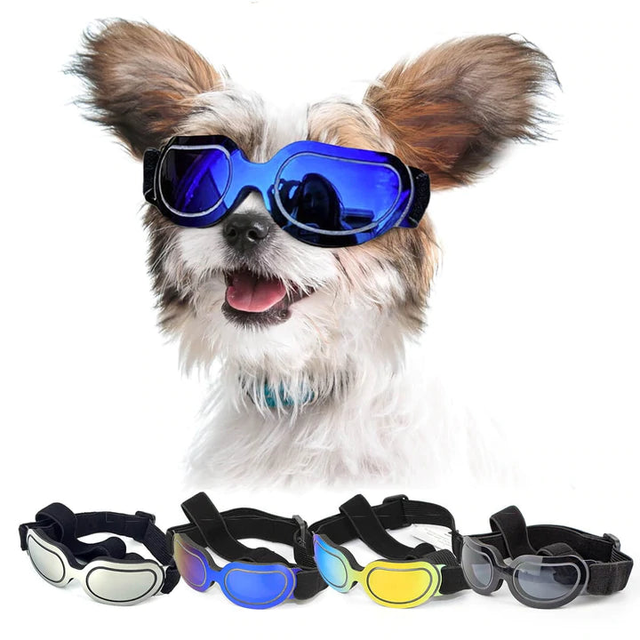 Stylish accessories for your fido!