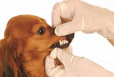 Dental care of dogs