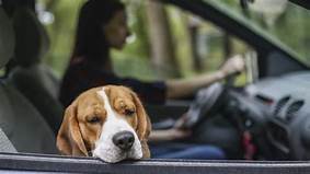 Does your dog suffer from motion sickness?