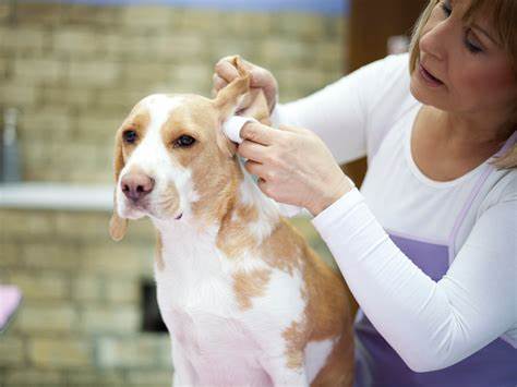 How to clean your dog’s ears?