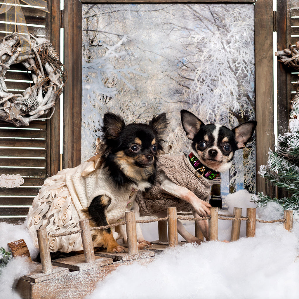 Must- haves this winter for your pets