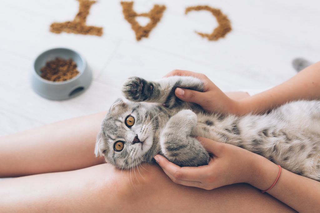 The Surprising Benefits of Pet Massage: How It Can Improve Your Pet's Wellbeing