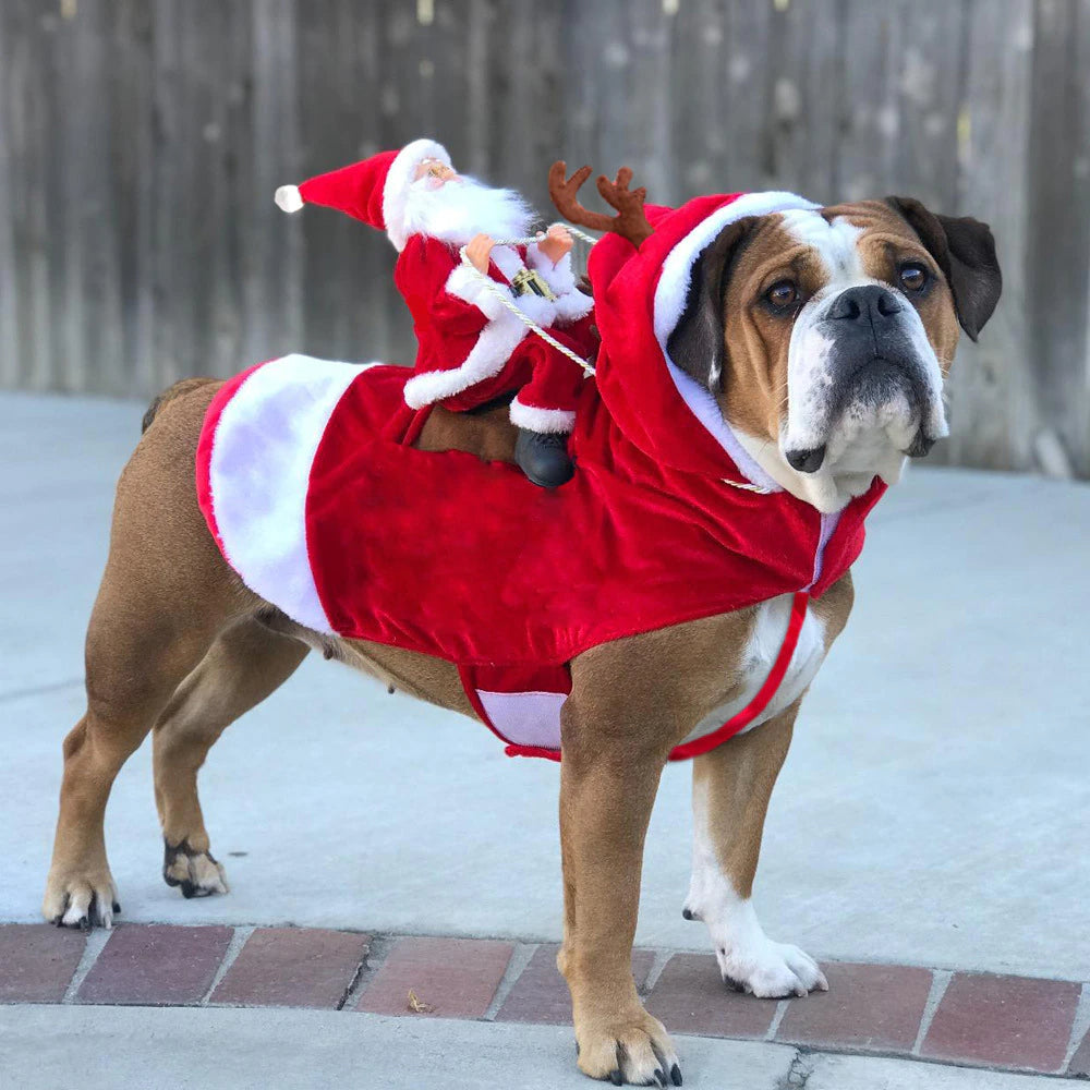 Christmas Outfits for Pets | Dogs | Cats