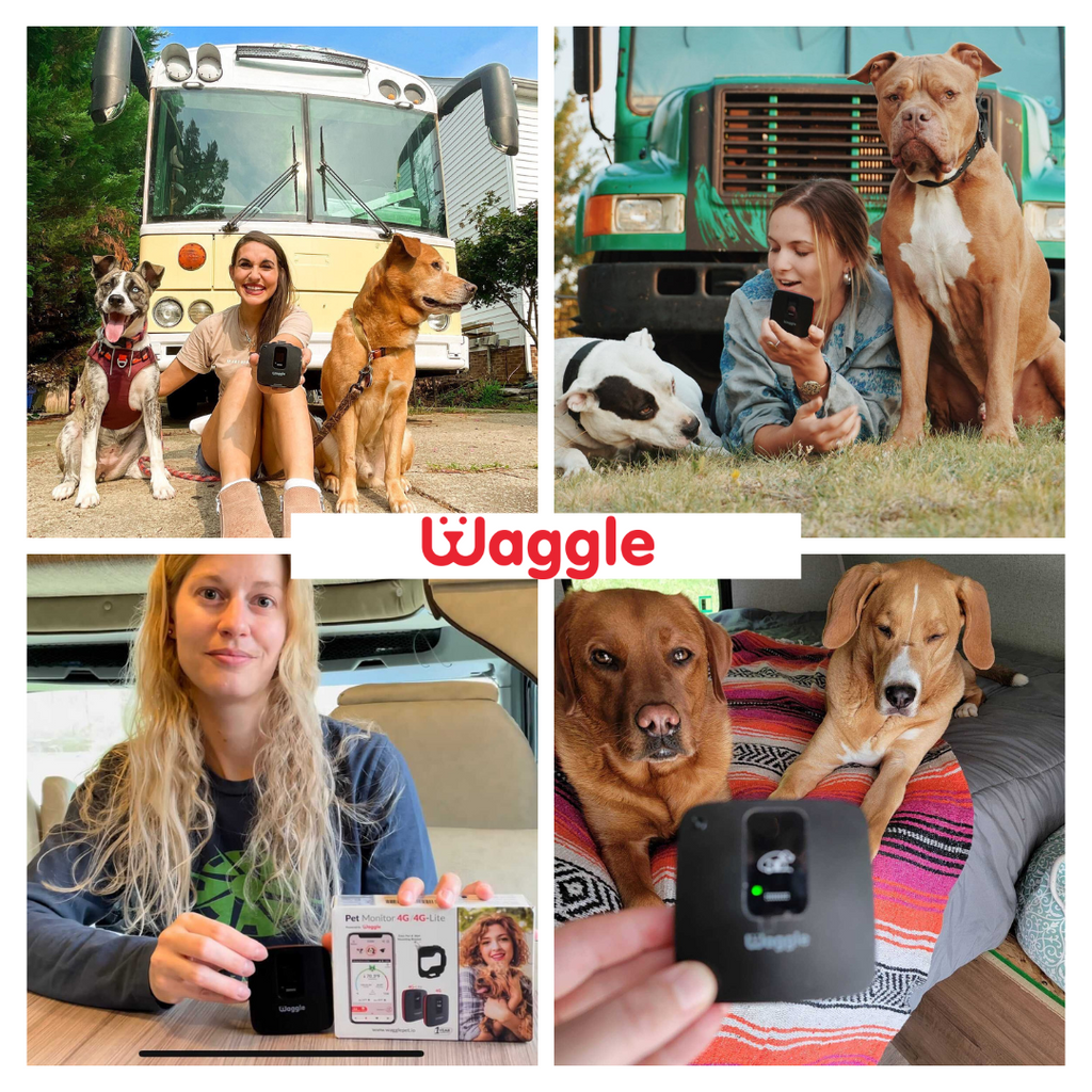 Waggle Dogs Cameras | RV , Car , Kennel Pet Temperature Monitor