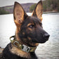 Waggle Military Tactical Dog Collar